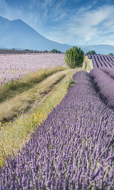 Vacances en Provence au cœur des champs de lavande