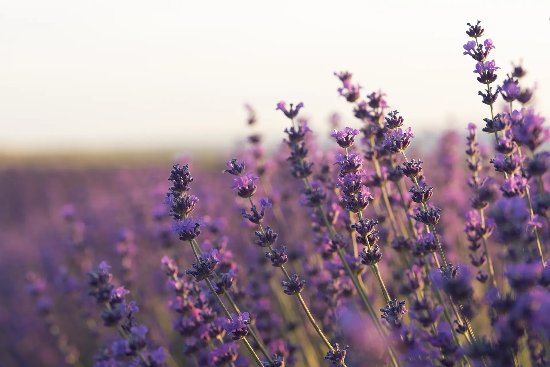 Vacances en Provence dans les champs de lavande