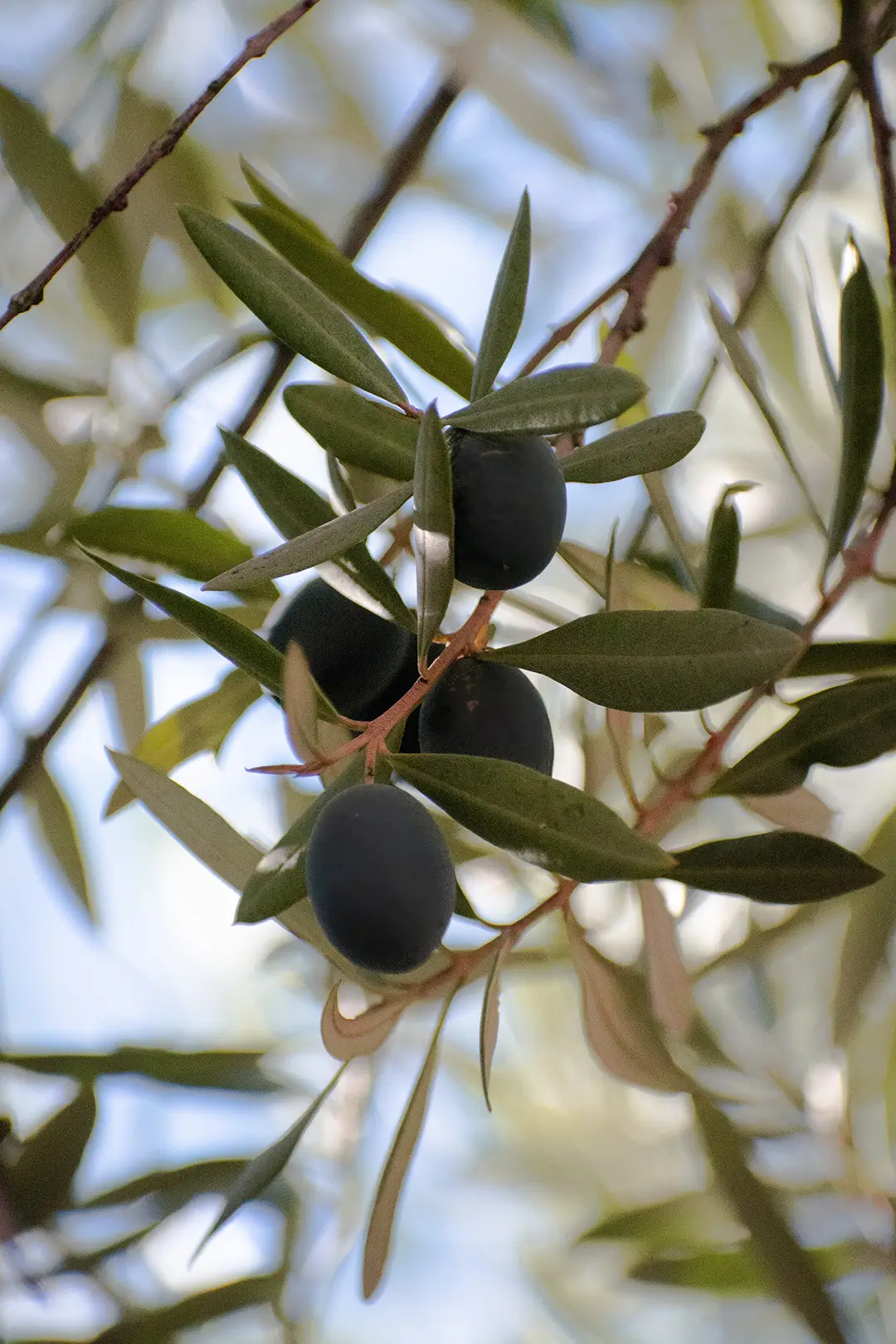 Vacances en Provence à l'ombre des oliviers